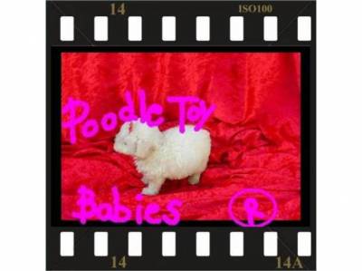 CANIL DE POODLE MICRO E TOY LOVPUPPIESKENNEL