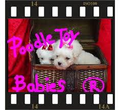 ESPECIALIZADO POODLE MICRO E POODLE TOY SOMENTE