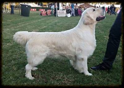 BOSCARDINI CACHORROS