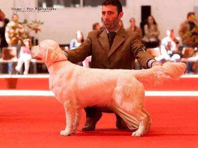 BOSCARDINI CACHORROS