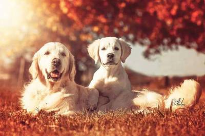 BOSCARDINI CACHORROS