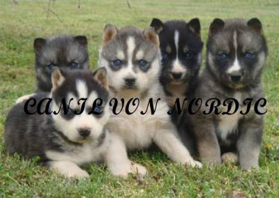 HUSKY SIBERIANO VON NORDIC HUSKY SIBERIANO VON NORDIC