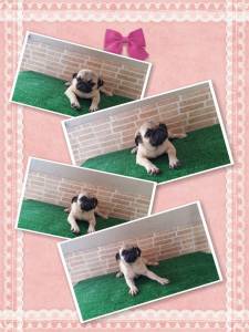 Pug Fmeas