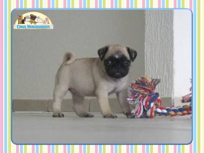 Comprar Pug