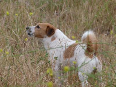 Jack russell terrier  Cobries