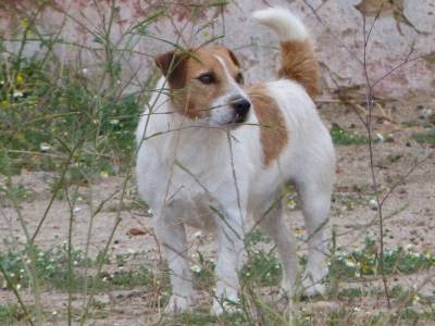 Jack russell terrier  Cobries