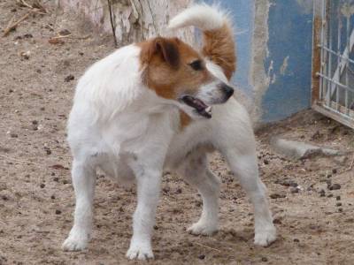 Jack russell terrier  Cobries