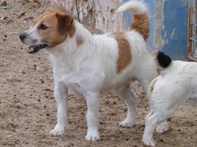 Jack russell terrier  Cobries