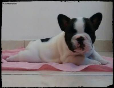 Filhote de Bulldog Francs