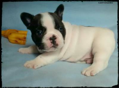 Filhote de Bulldog Francs