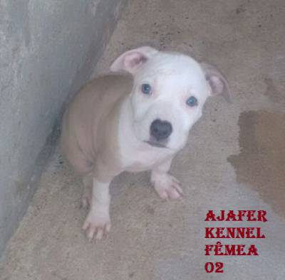 American Staffordshire