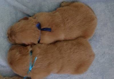 golden retriever ninhada disponivel