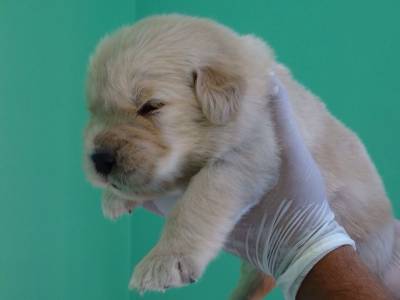 golden retriever ninhada disponivel