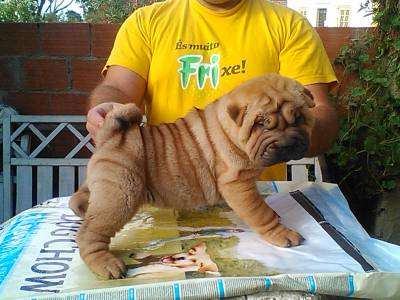 SHAR PEI COM LOP E AFIXO