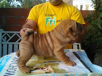 SHAR PEI COM LOP E AFIXO