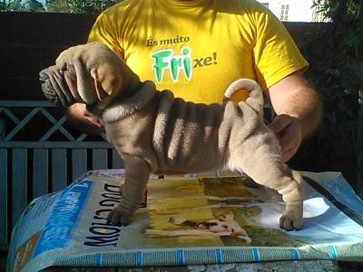 SHAR PEI COM LOP E AFIXO