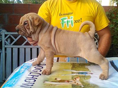 SHAR PEI COM LOP E AFIXO