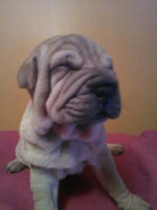 SHAR PEI COM LOP E AFIXO