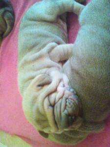 SHAR PEI COM LOP E AFIXO