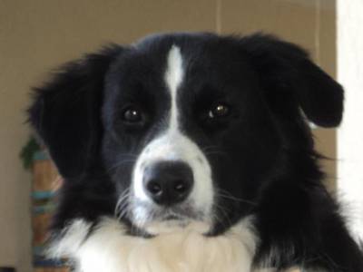 BORDER COLLIE