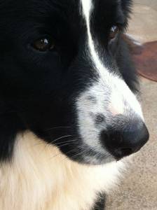 BORDER COLLIE