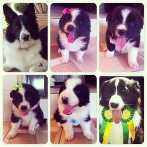 BORDER COLLIE