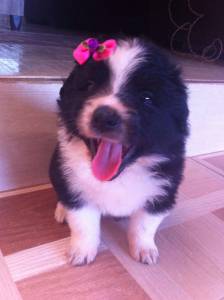 BORDER COLLIE