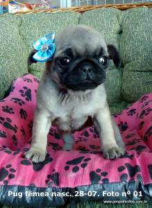 pug femea