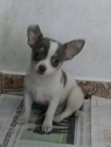 Chihuahua com pedigree Chihuahua com pedigree