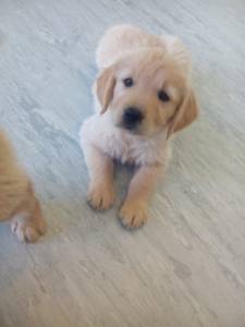 Golden Retriever - puras e com LOP Pedigree