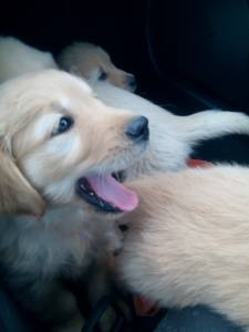 Golden Retriever - puras e com LOP Pedigree