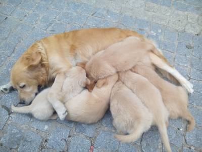 Golden Retriever - puras e com LOP Pedigree