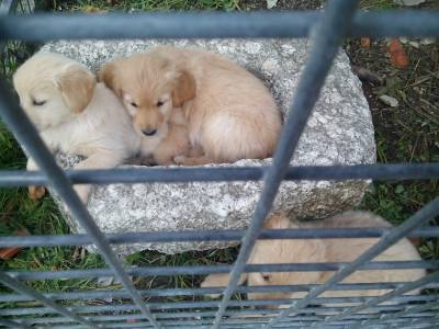 Golden Retriever - puras e com LOP Pedigree