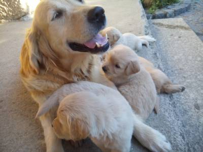 Golden Retriever - puras e com LOP Pedigree