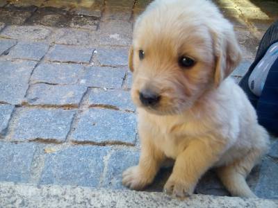 Golden Retriever - puras e com LOP Pedigree