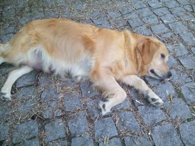 Golden Retriever - puras e com LOP Pedigree