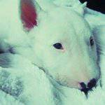 filhotes de bull terrier