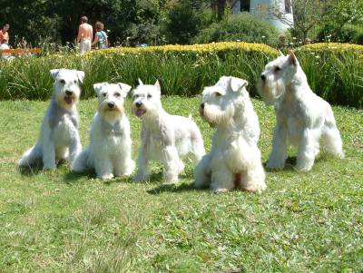 Schnauzer Miniatura Branco