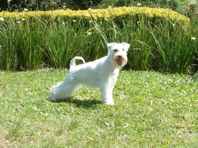 Schnauzer Miniatura Branco