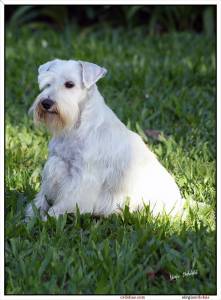 Schnauzer Miniatura Branco