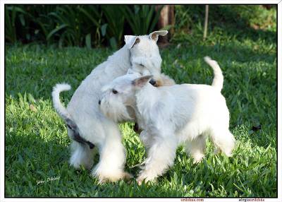 Schnauzer Miniatura Branco