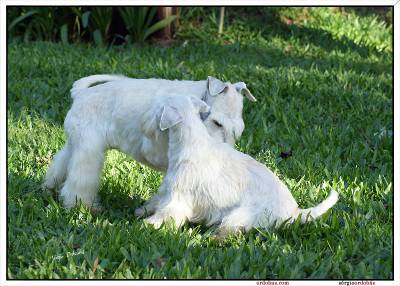 Schnauzer Miniatura Branco