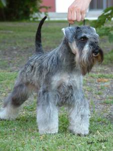 Schnauzer Miniatura Branco