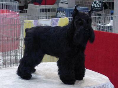 Schnauzer Miniatura Branco