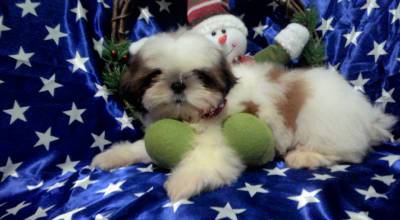 venha conheçer esses lindos bbs da raça shih-tzu