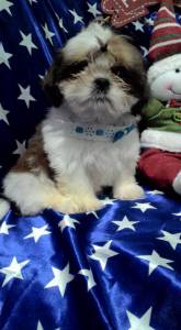 venha conheçer esses lindos bbs da raça shih-tzu