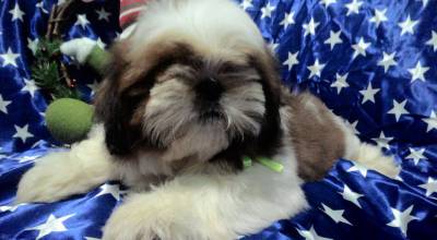 venha conheçer esses lindos bbs da raça shih-tzu