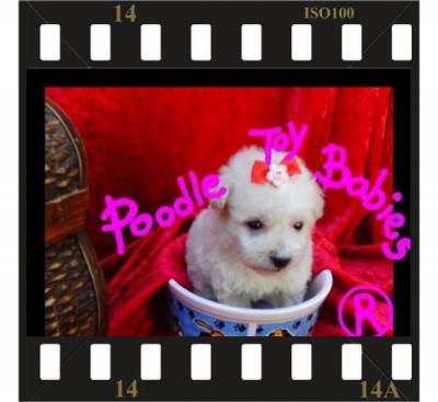 LOVPUPPIES KENNEL ESPECIALIZAD POODLE MICRO E TOY