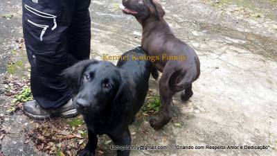 LINDOS FILHOTES DE FLAT COATED RETRIEVER