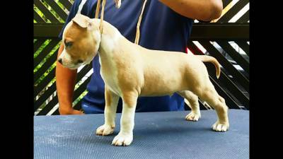 Filhote de American Staffordshire Terrier